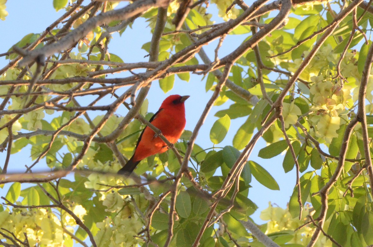 Piranga gorri-beltza - ML645254939