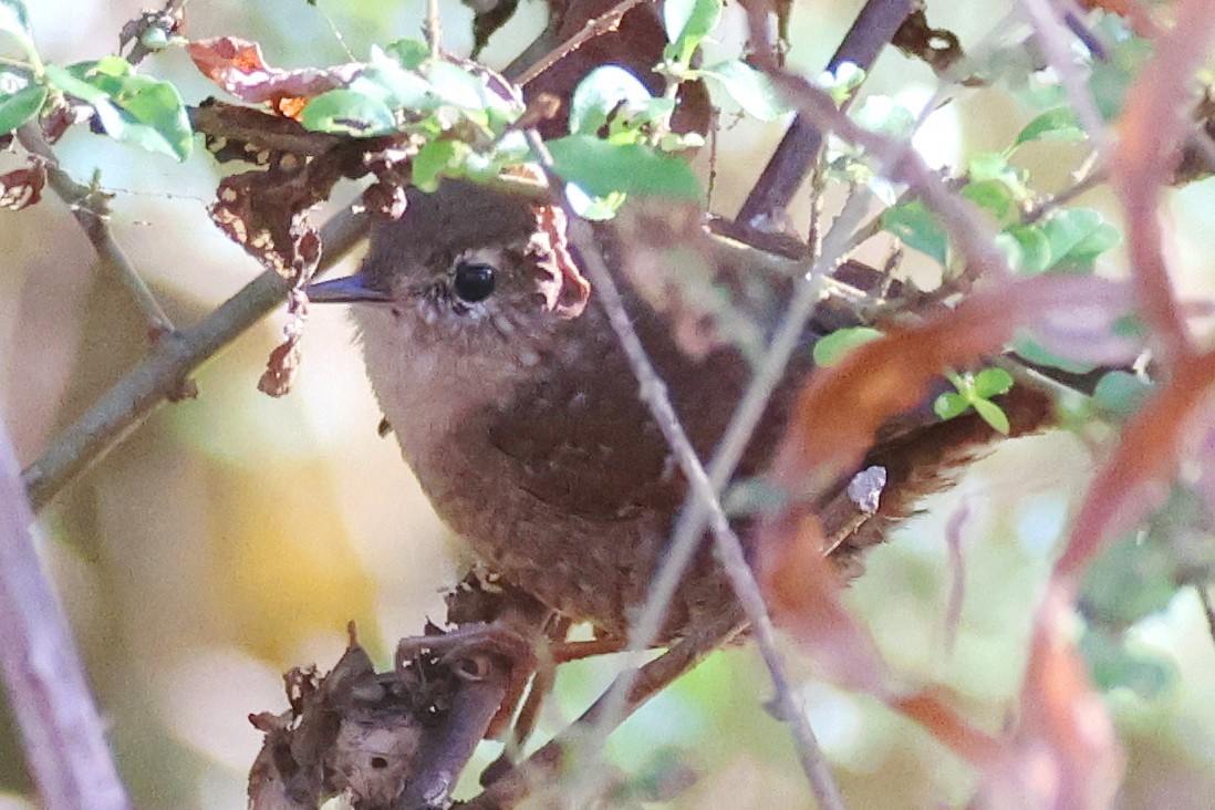 střízlík kanadský - ML645254959