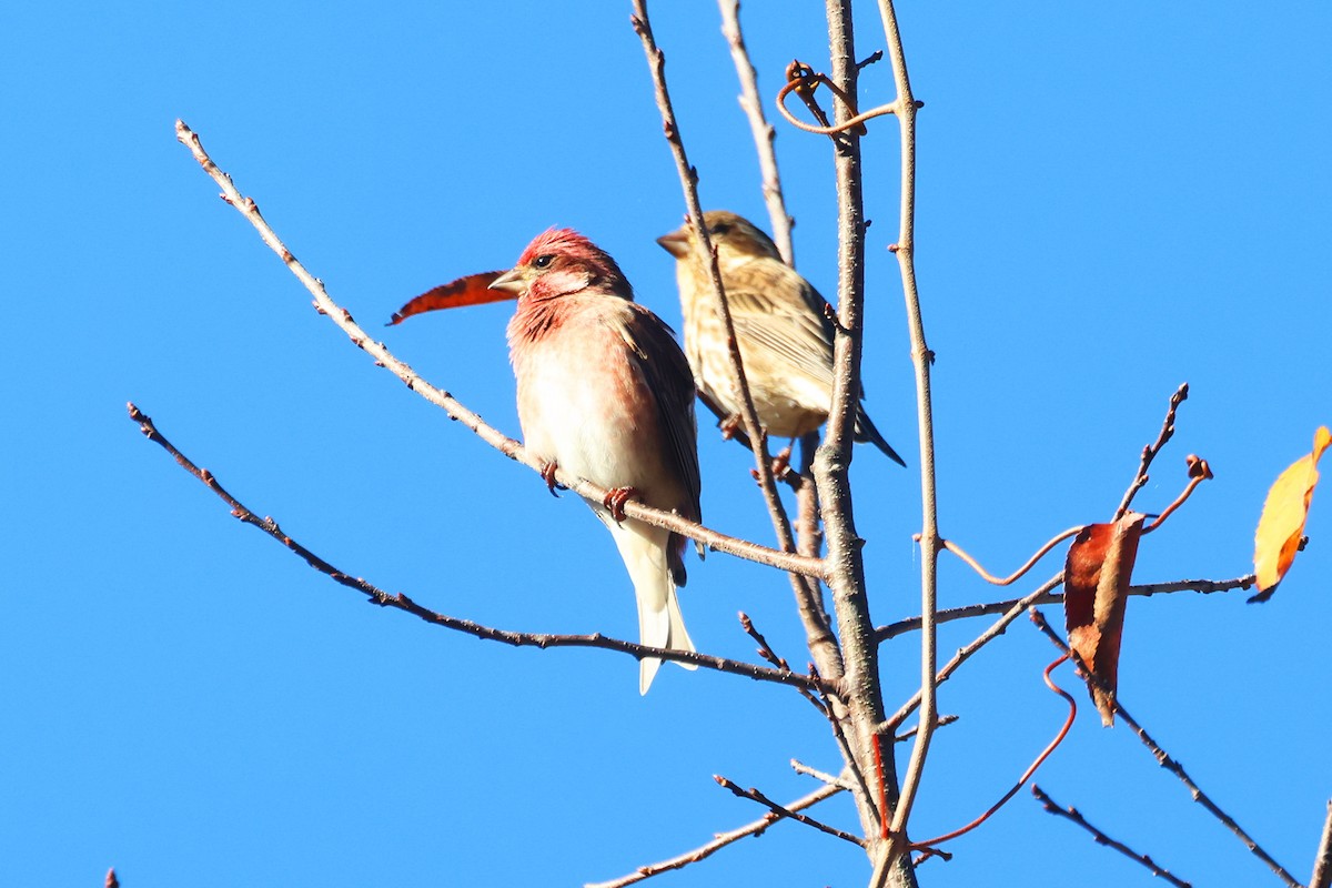 Чечевиця кармінова - ML645254962