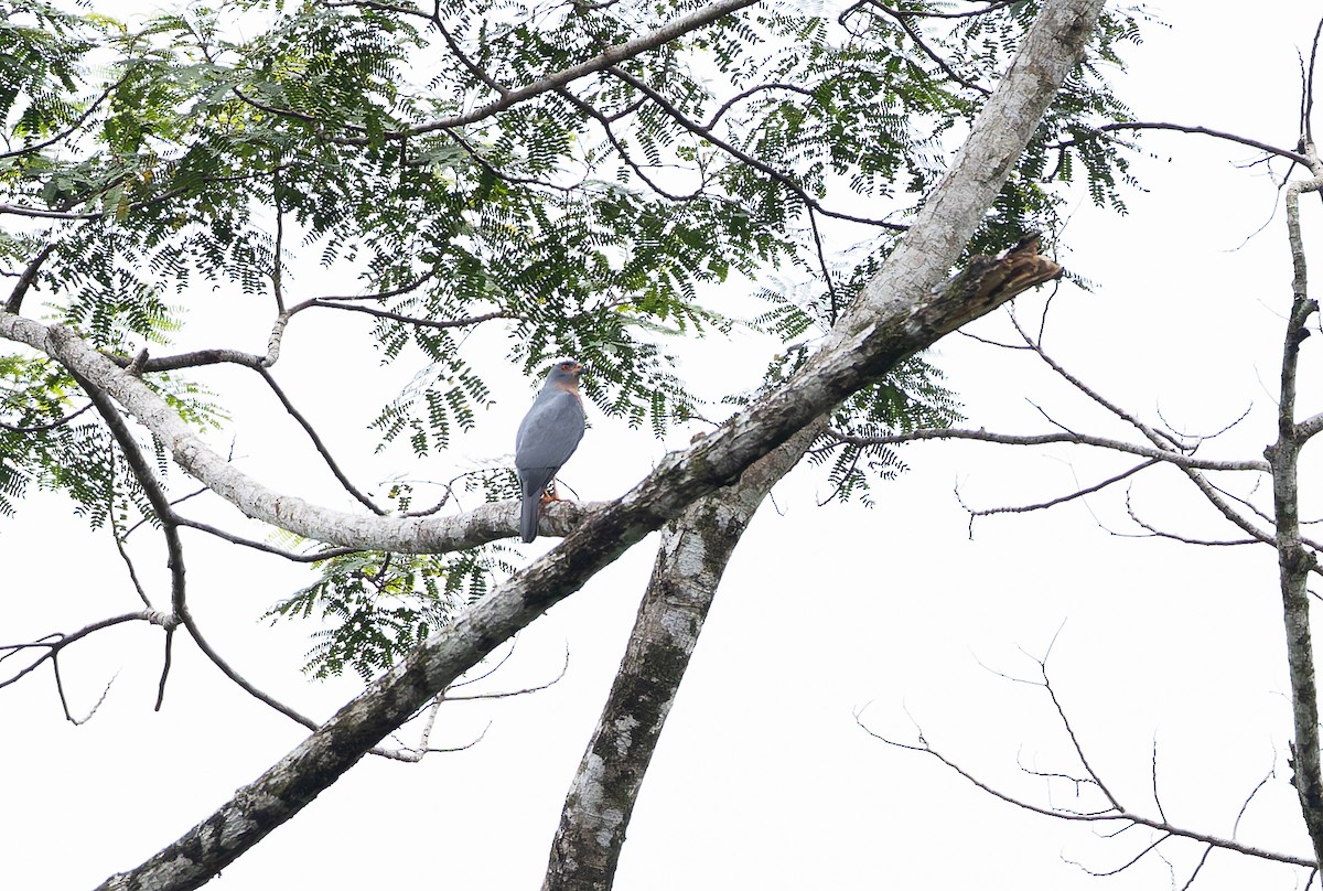 protevshauk (hiogaster gr.) - ML645254963