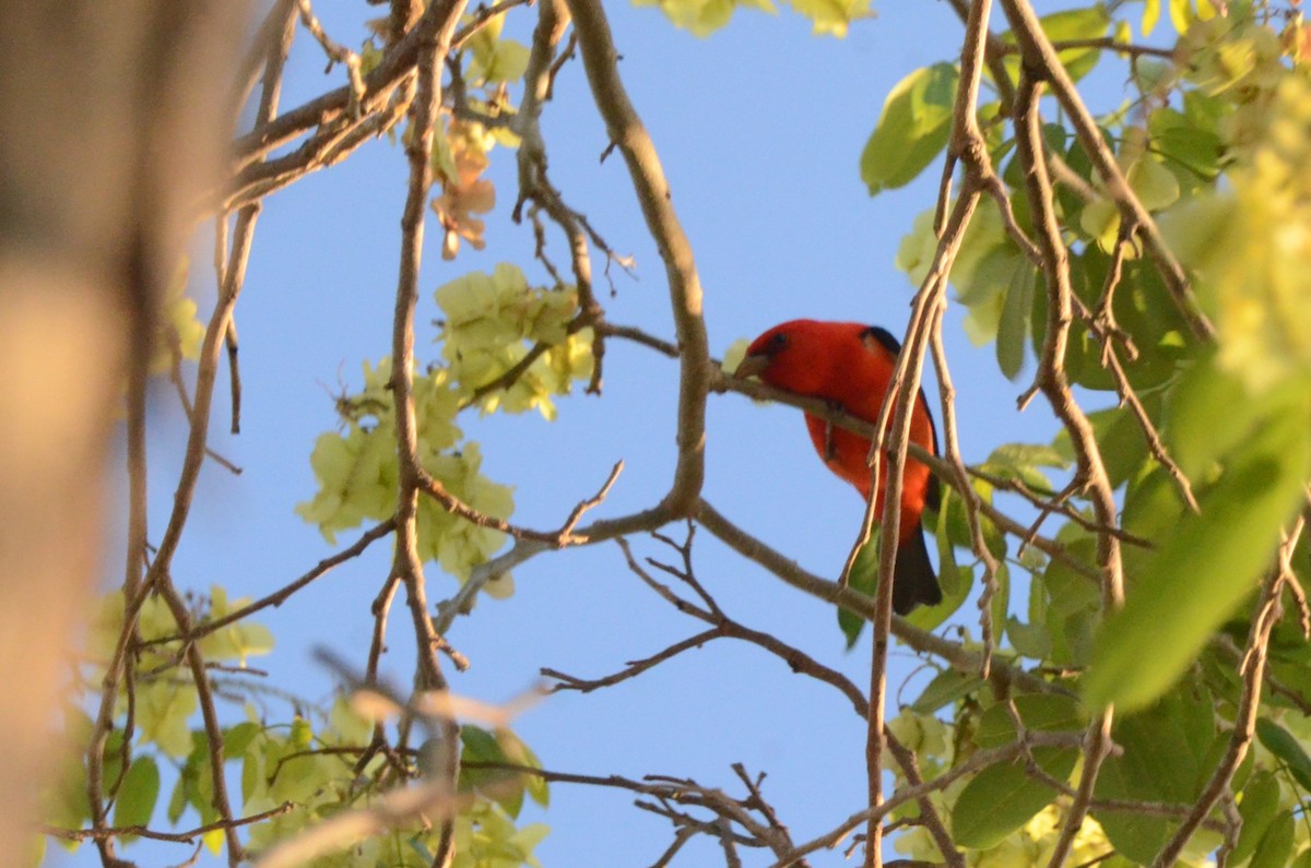 Piranga gorri-beltza - ML645254965