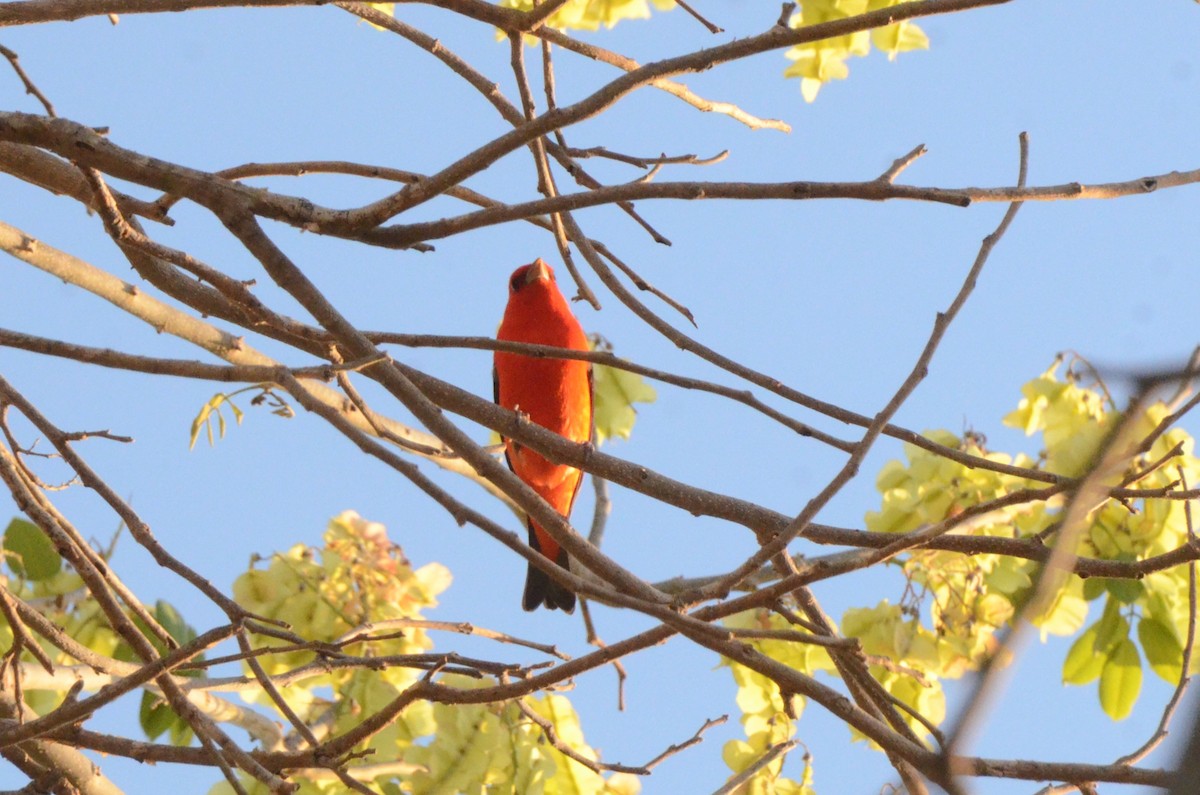 Piranga gorri-beltza - ML645254970