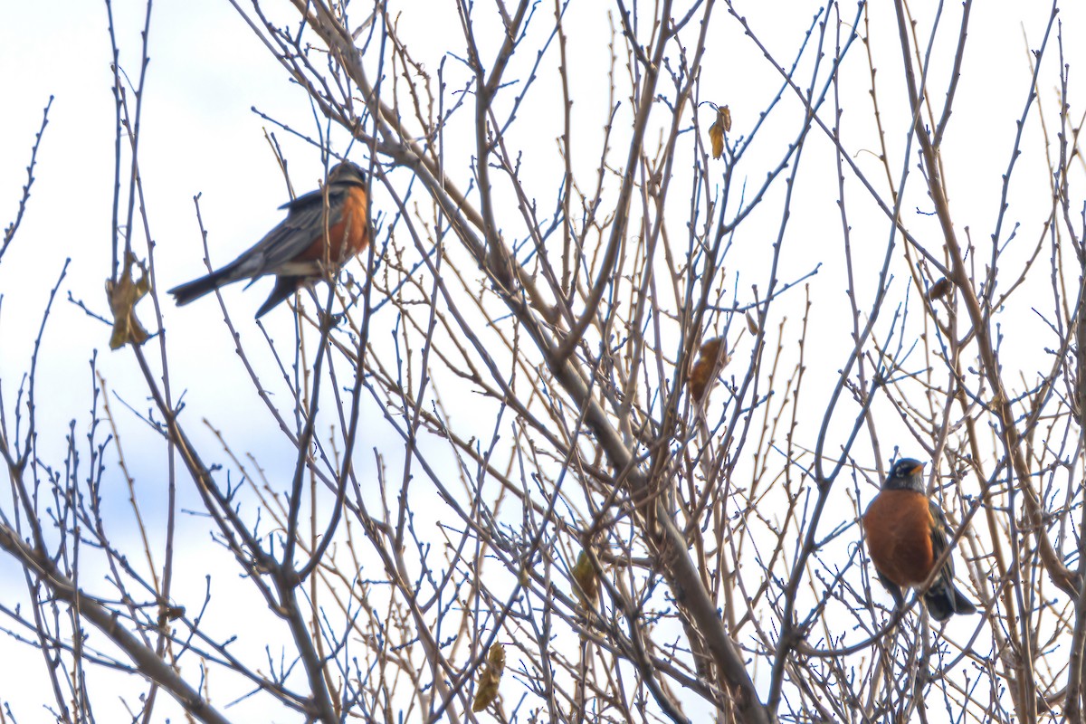 American Robin - ML645254978