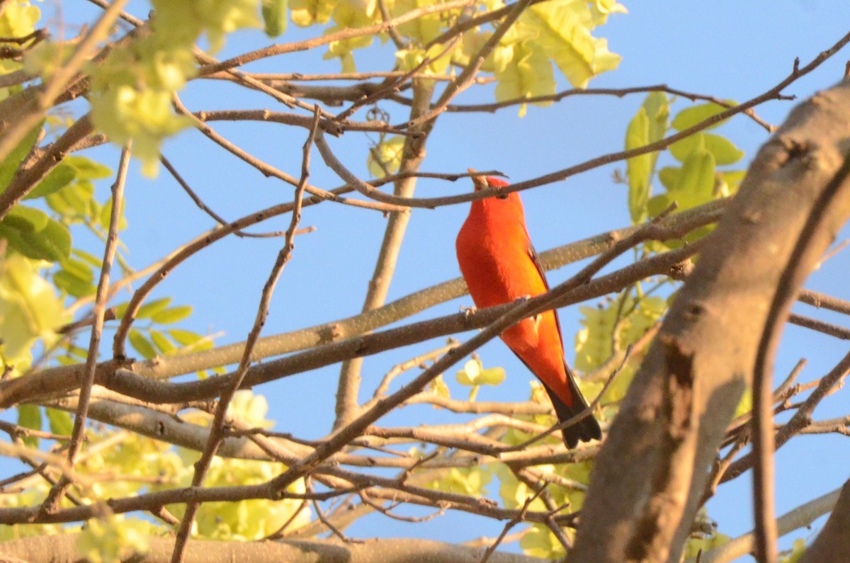 Piranga gorri-beltza - ML645254981