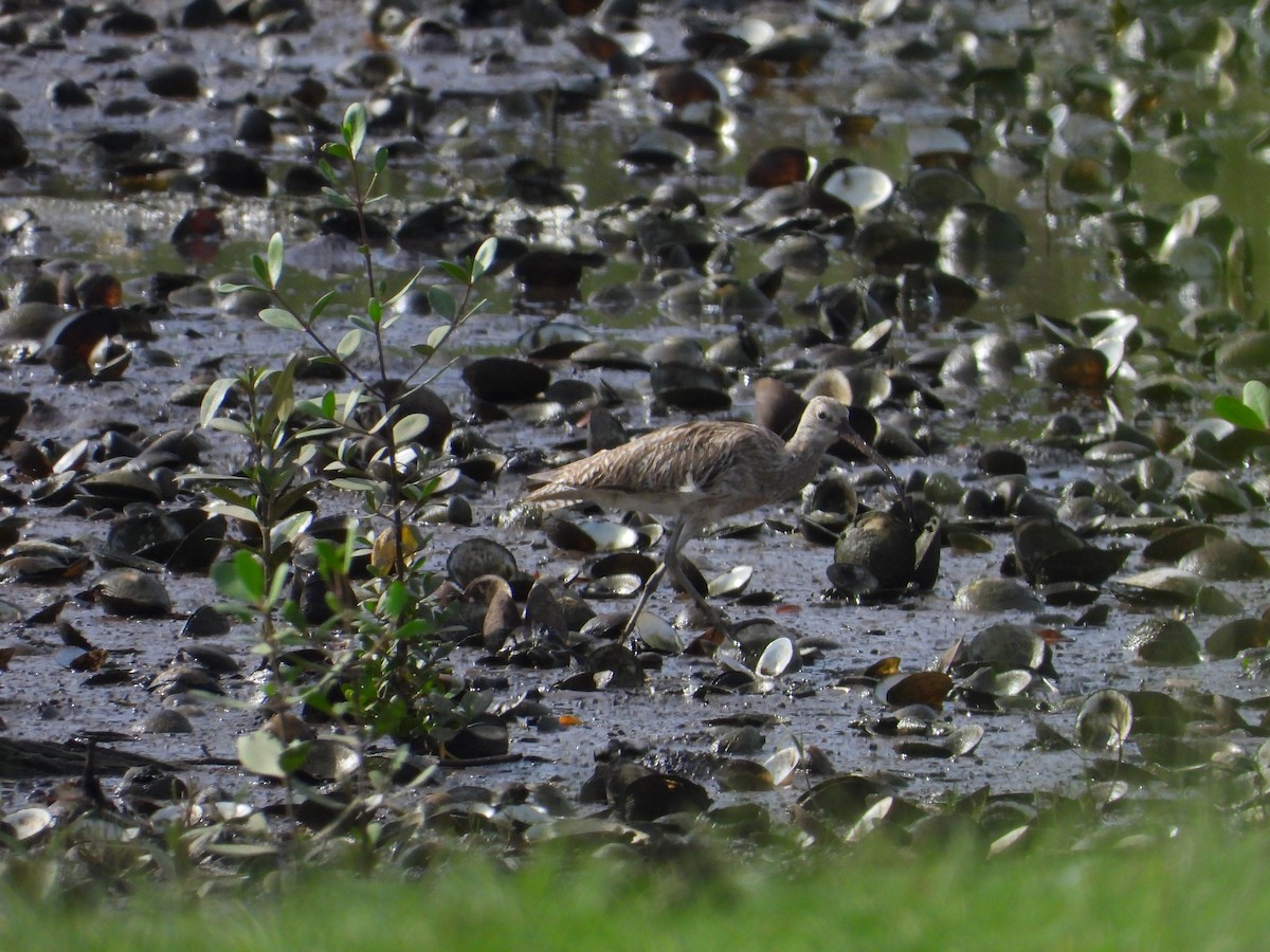 大杓鷸 - ML645254989