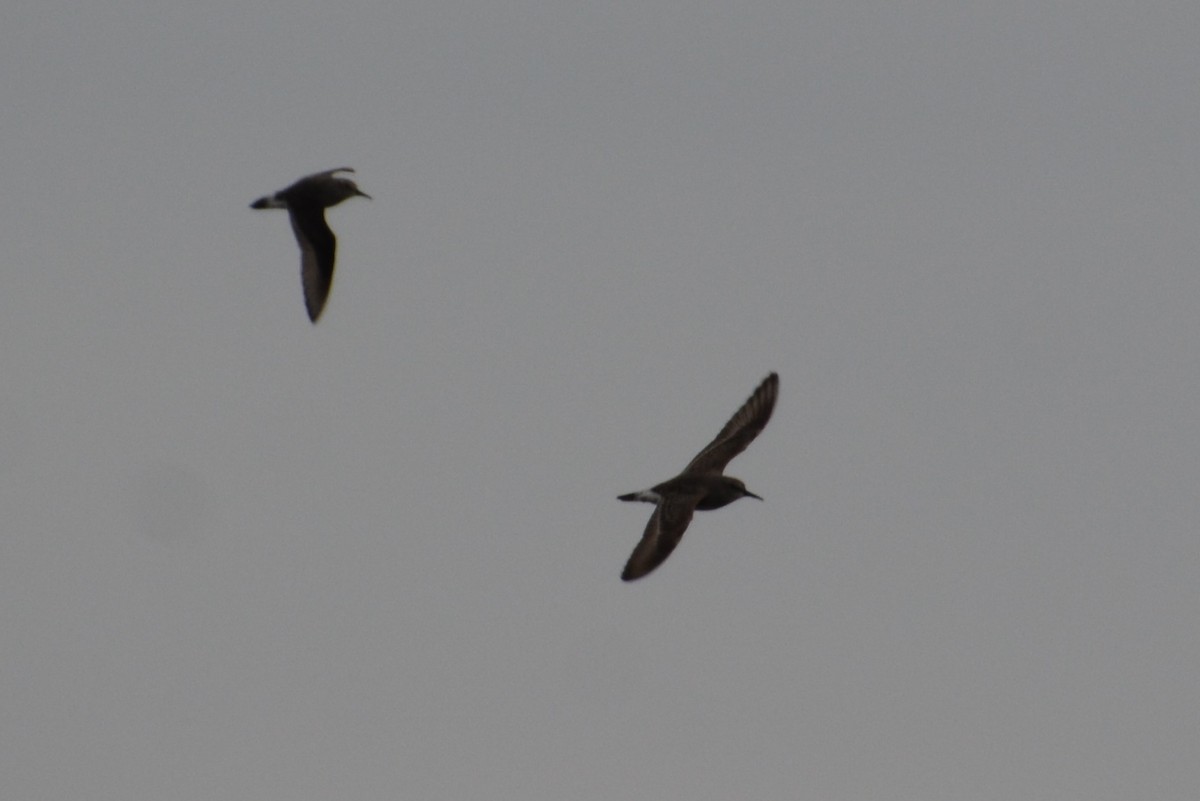 White-rumped Sandpiper - ML64525501