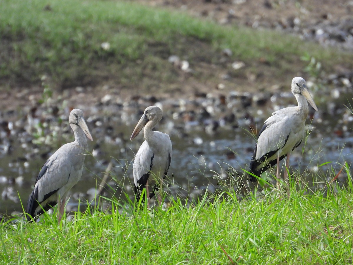 Asian Openbill - ML645255016