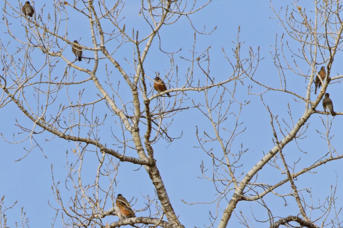American Robin - ML645255027