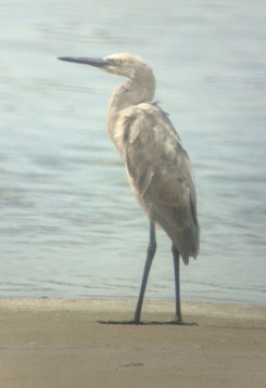 Reddish Egret - ML645255047