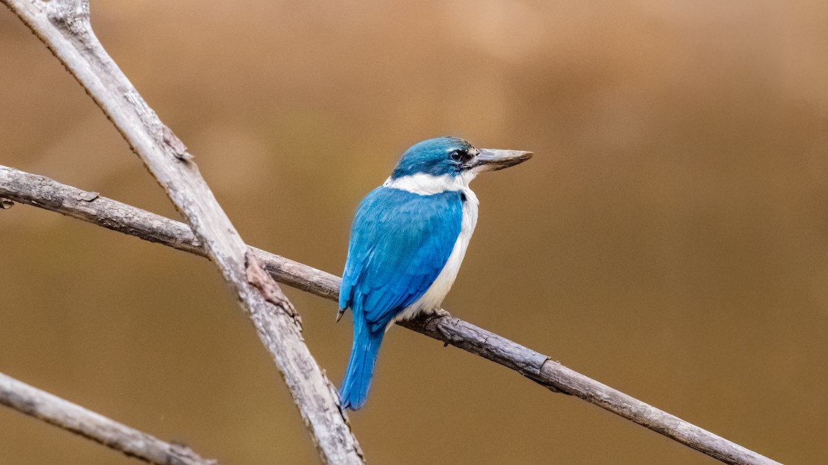 白領翡翠 - ML645255055