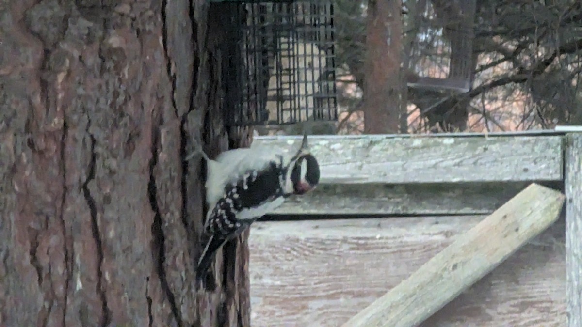 Downy Woodpecker - ML645255069