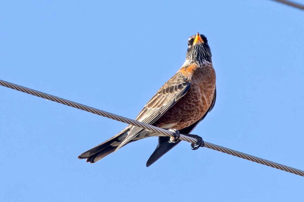American Robin - ML645255070