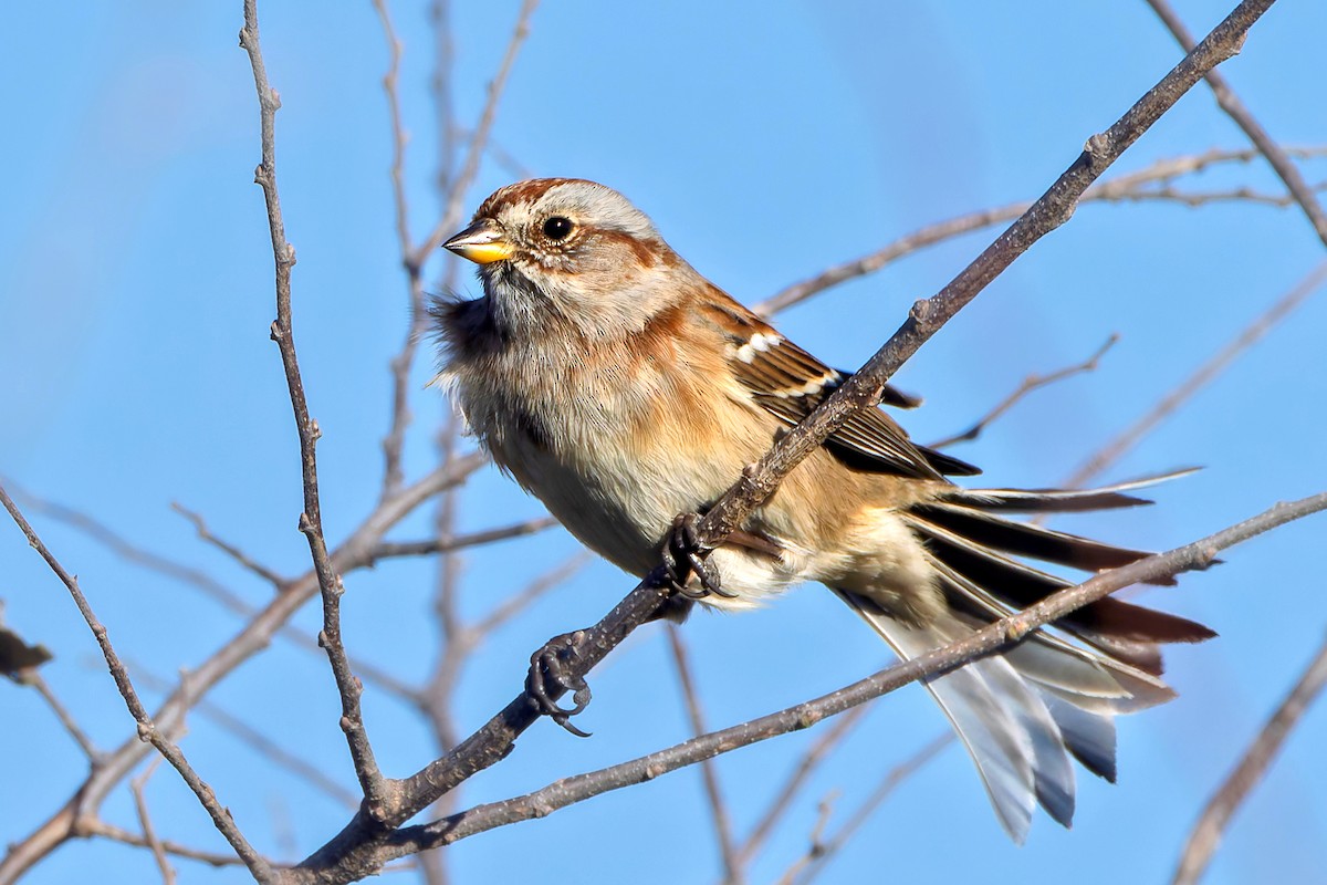 Пасовник північний - ML645255074