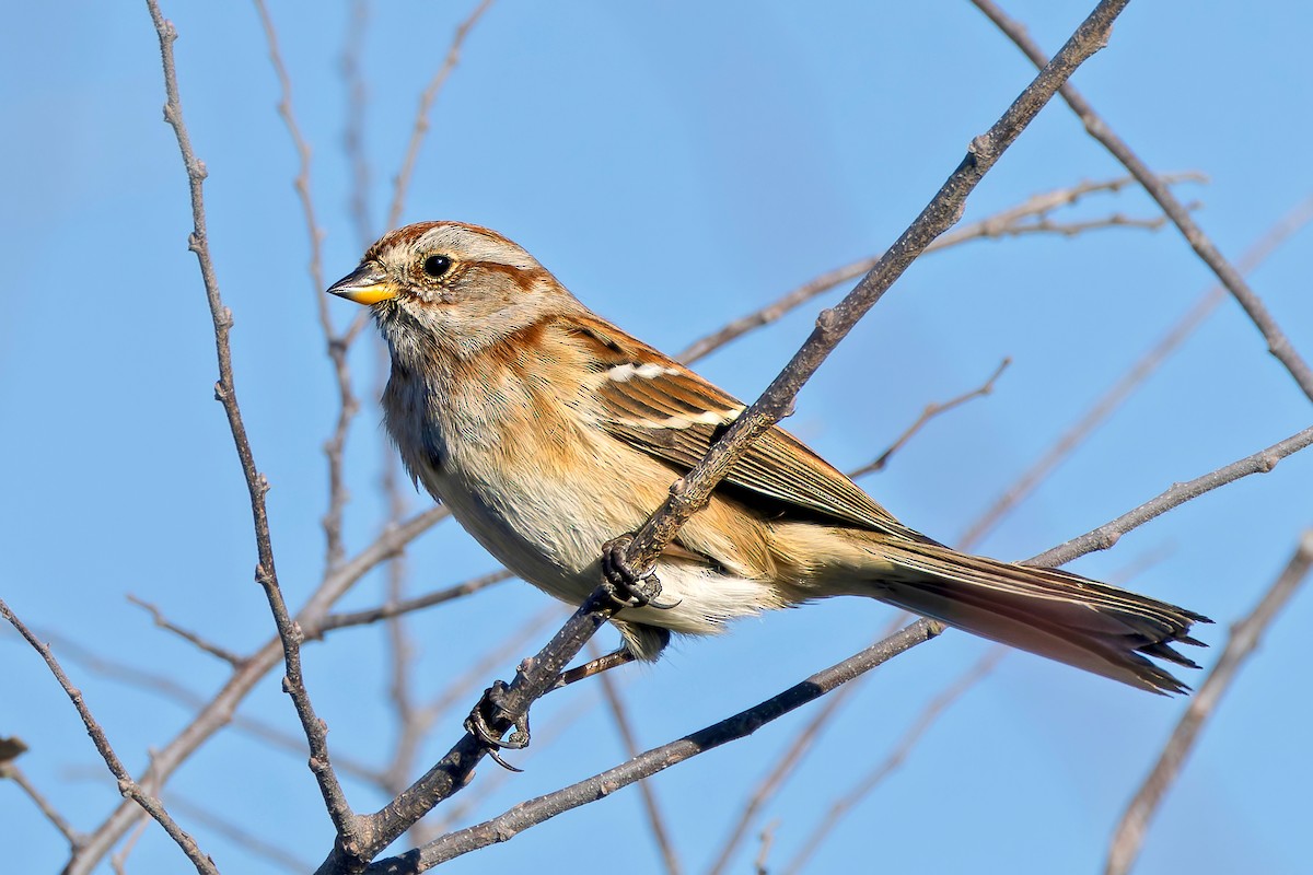 Пасовник північний - ML645255076