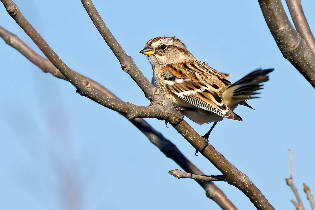 Пасовник північний - ML645255077