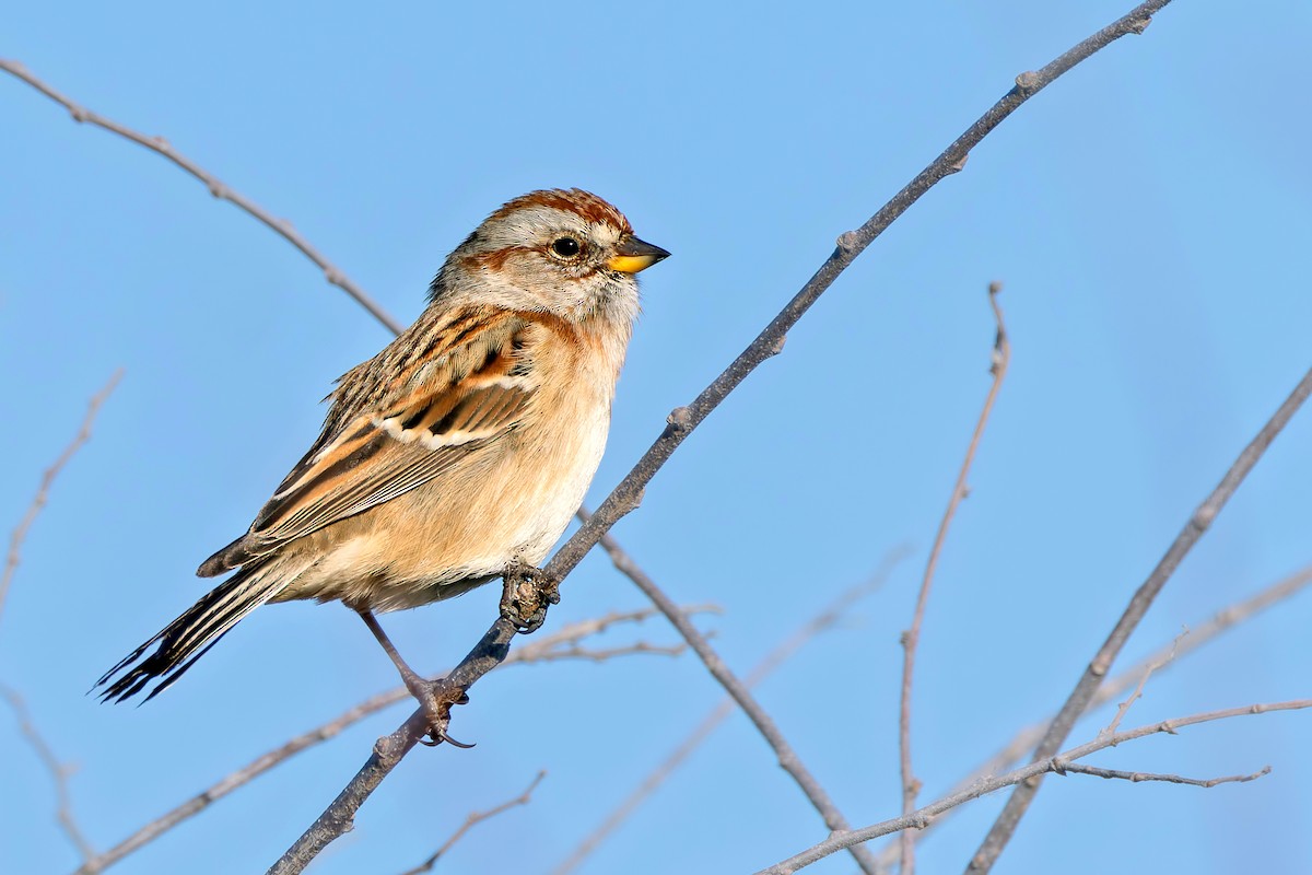 Пасовник північний - ML645255078