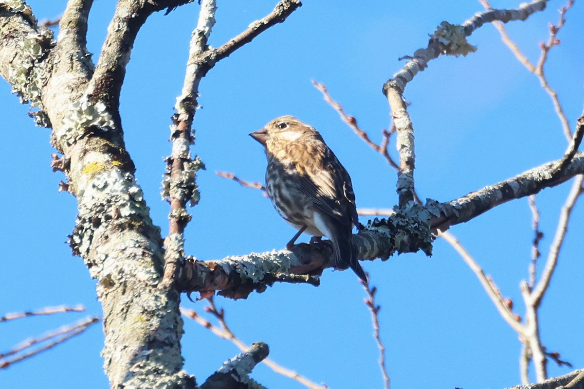 Чечевиця кармінова - ML645255083
