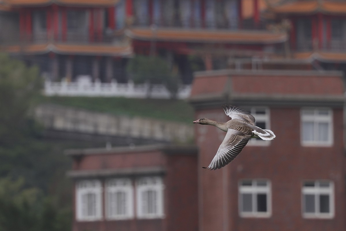 Graylag Goose - ML645255087