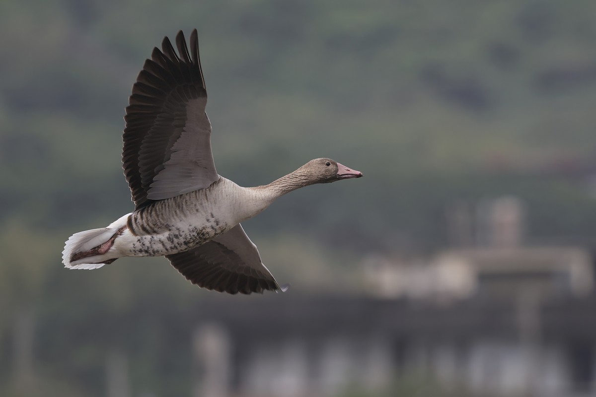 Graylag Goose - ML645255092