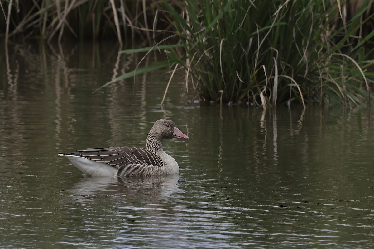 Graylag Goose - ML645255095