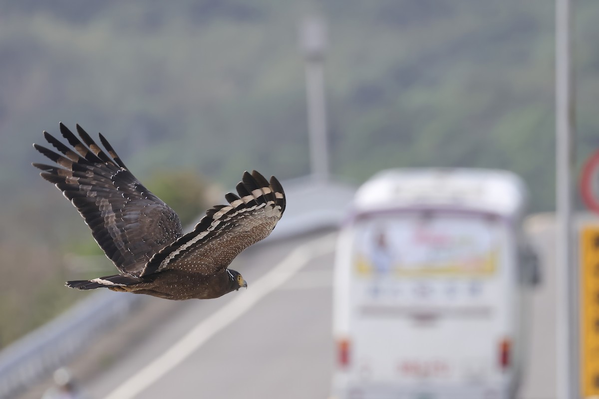 Crested Serpent-Eagle - ML645255113