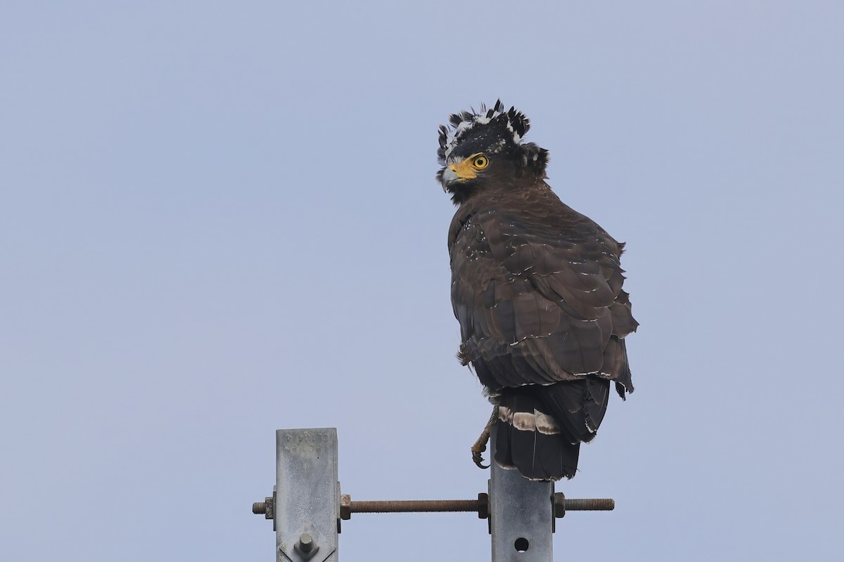 Crested Serpent-Eagle - ML645255114