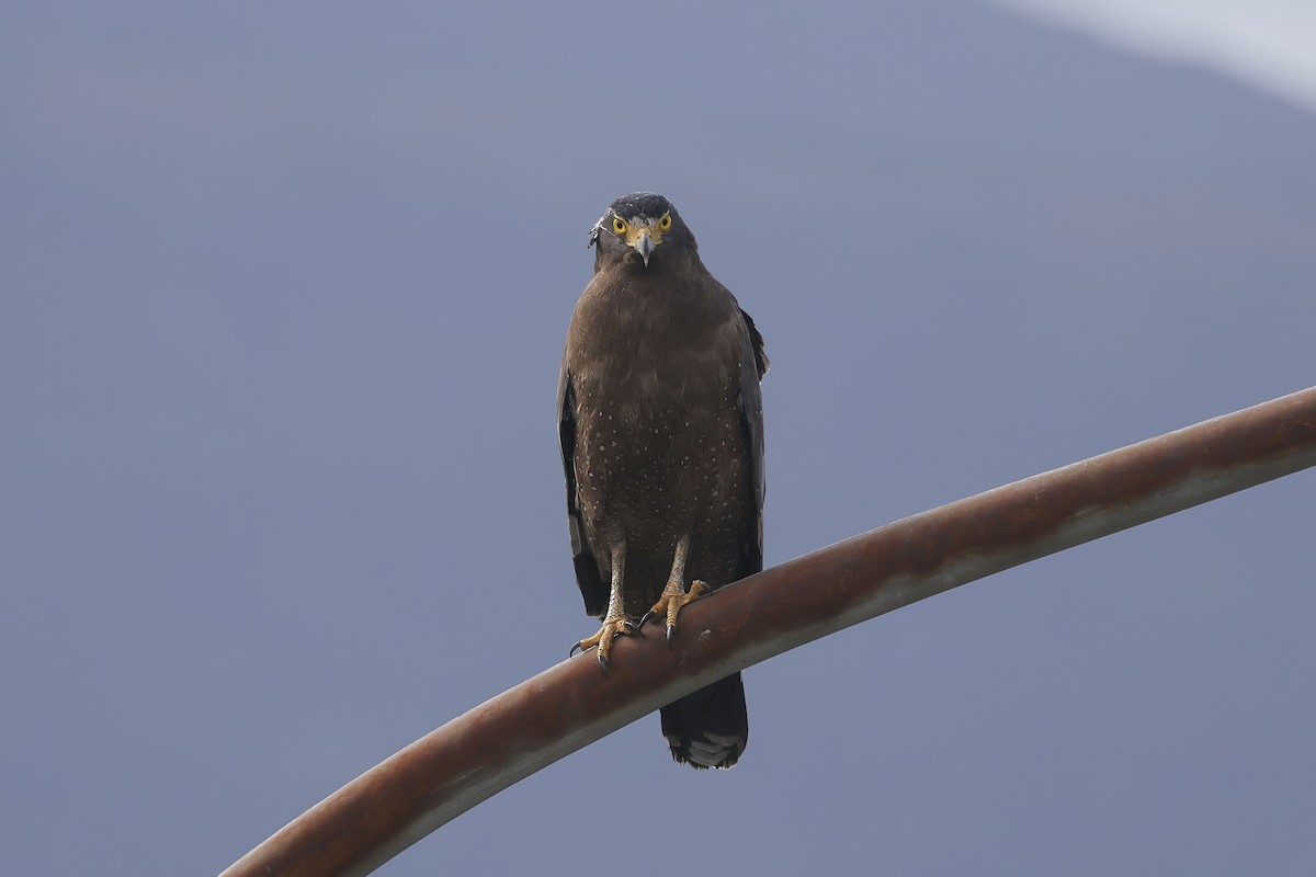 Crested Serpent-Eagle - ML645255122
