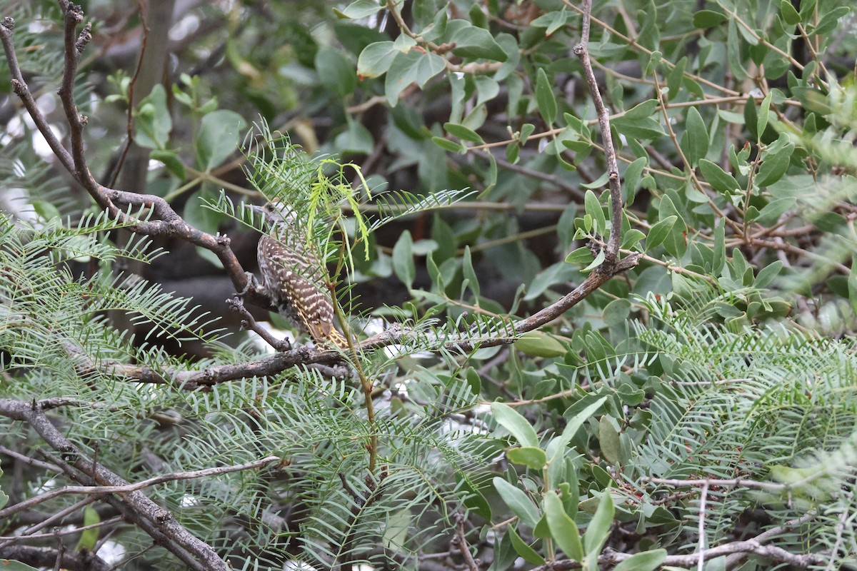 Cardinal Woodpecker - ML645255125
