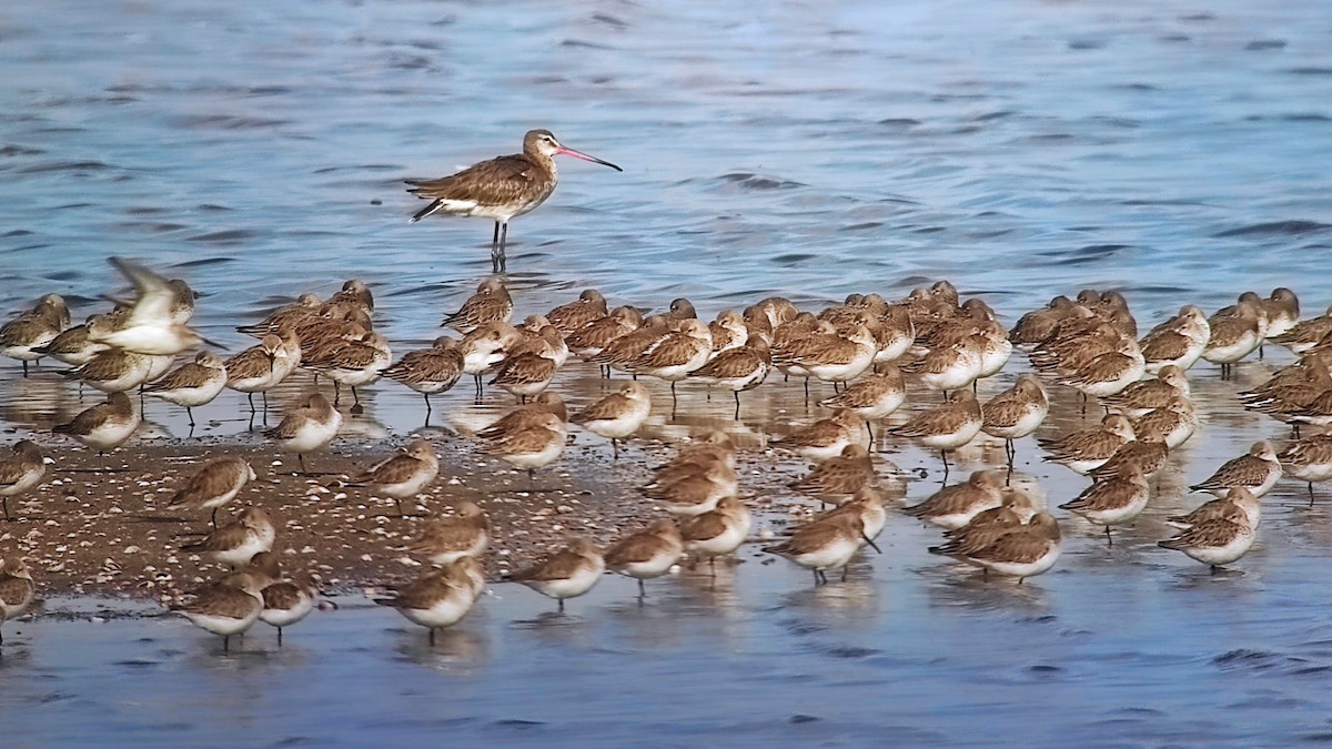 Dunlin - ML645255126