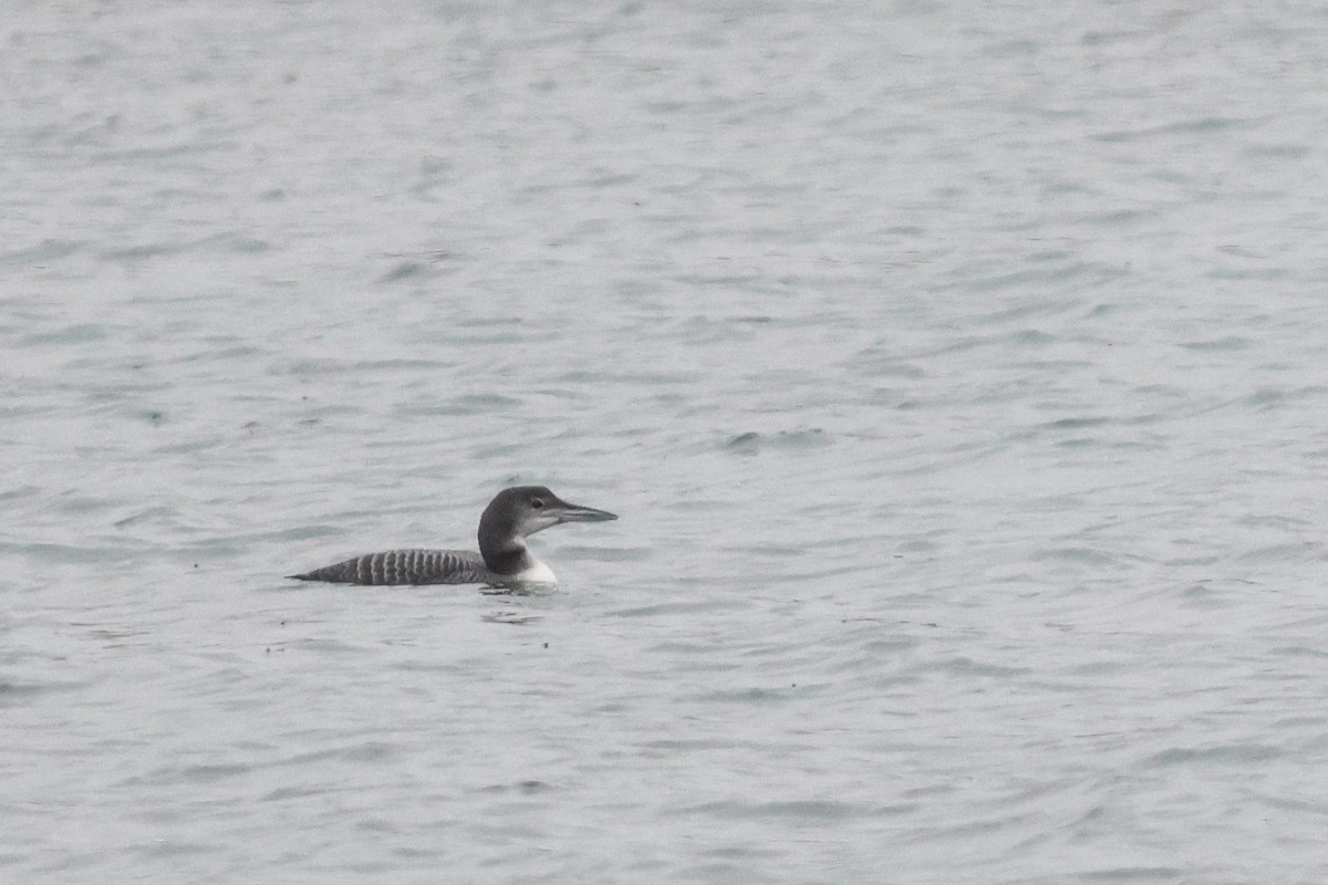 Common Loon - ML645255156