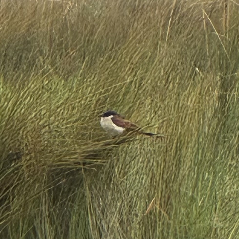 kobberstjertsporegjøk - ML645255158