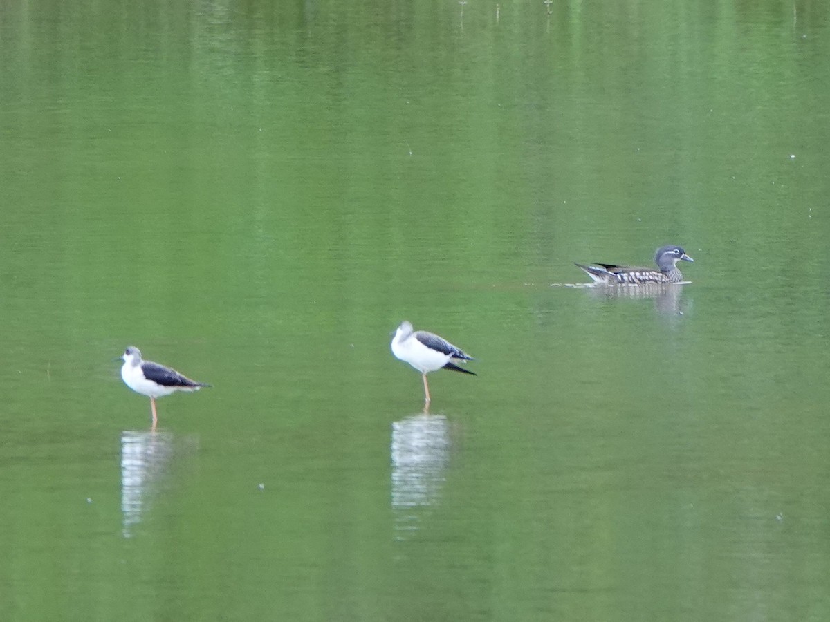 Мандаринка - ML645255165