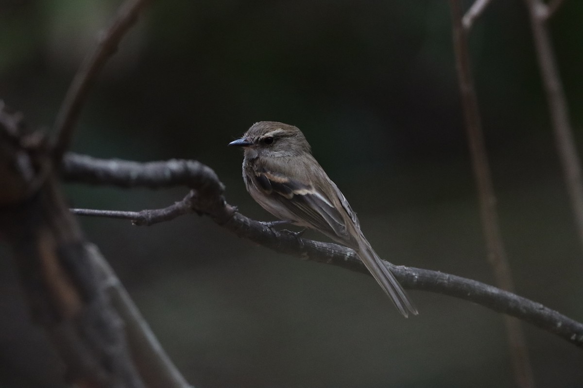 Fuscous Flycatcher - ML645255169
