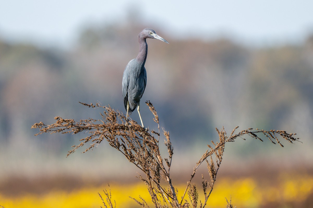 Little Blue Heron - ML645255174