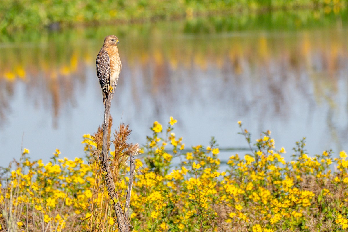 Red-shouldered Hawk - ML645255182