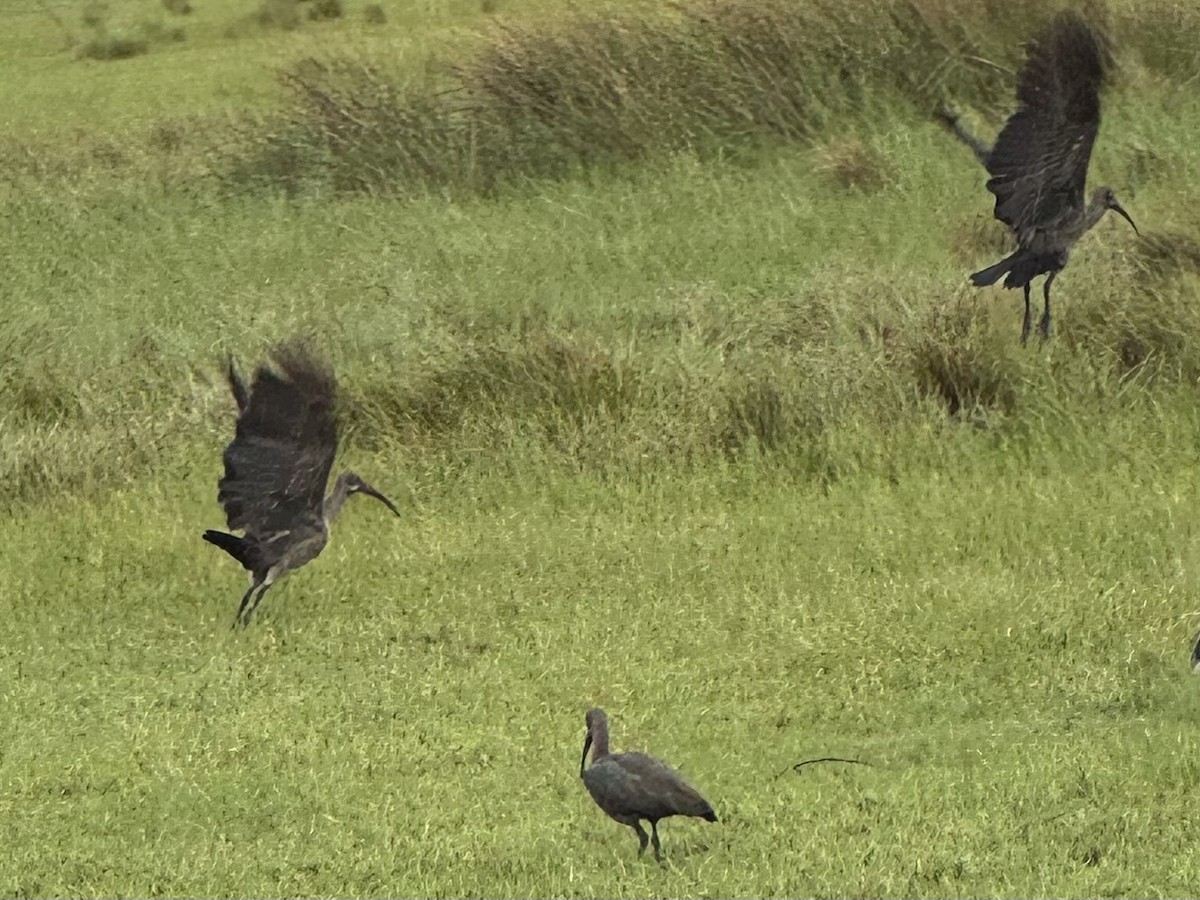 Hadada Ibis - ML645255184