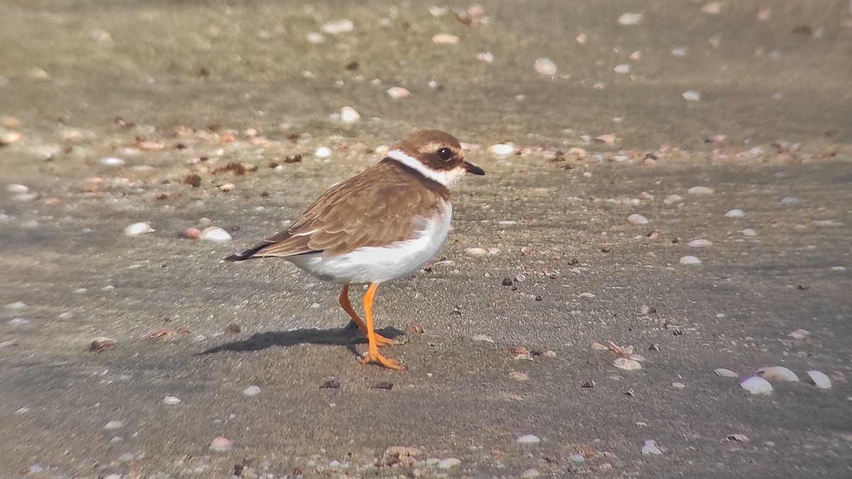 Common Ringed Plover - ML645255188