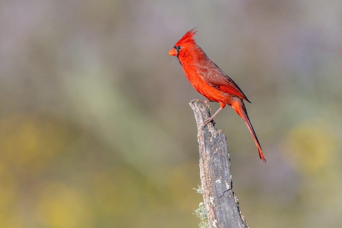 Northern Cardinal - ML645255198