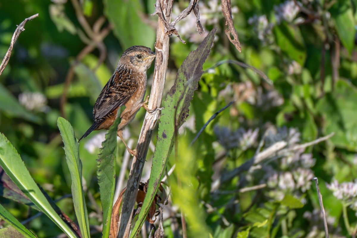 Sedge Wren - ML645255199