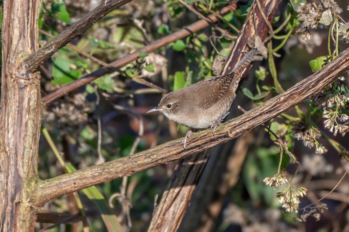 Northern House Wren - ML645255202