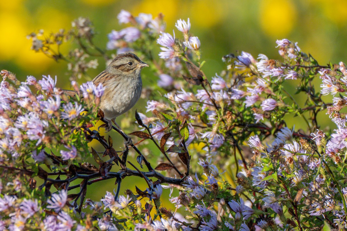 Swamp Sparrow - ML645255204