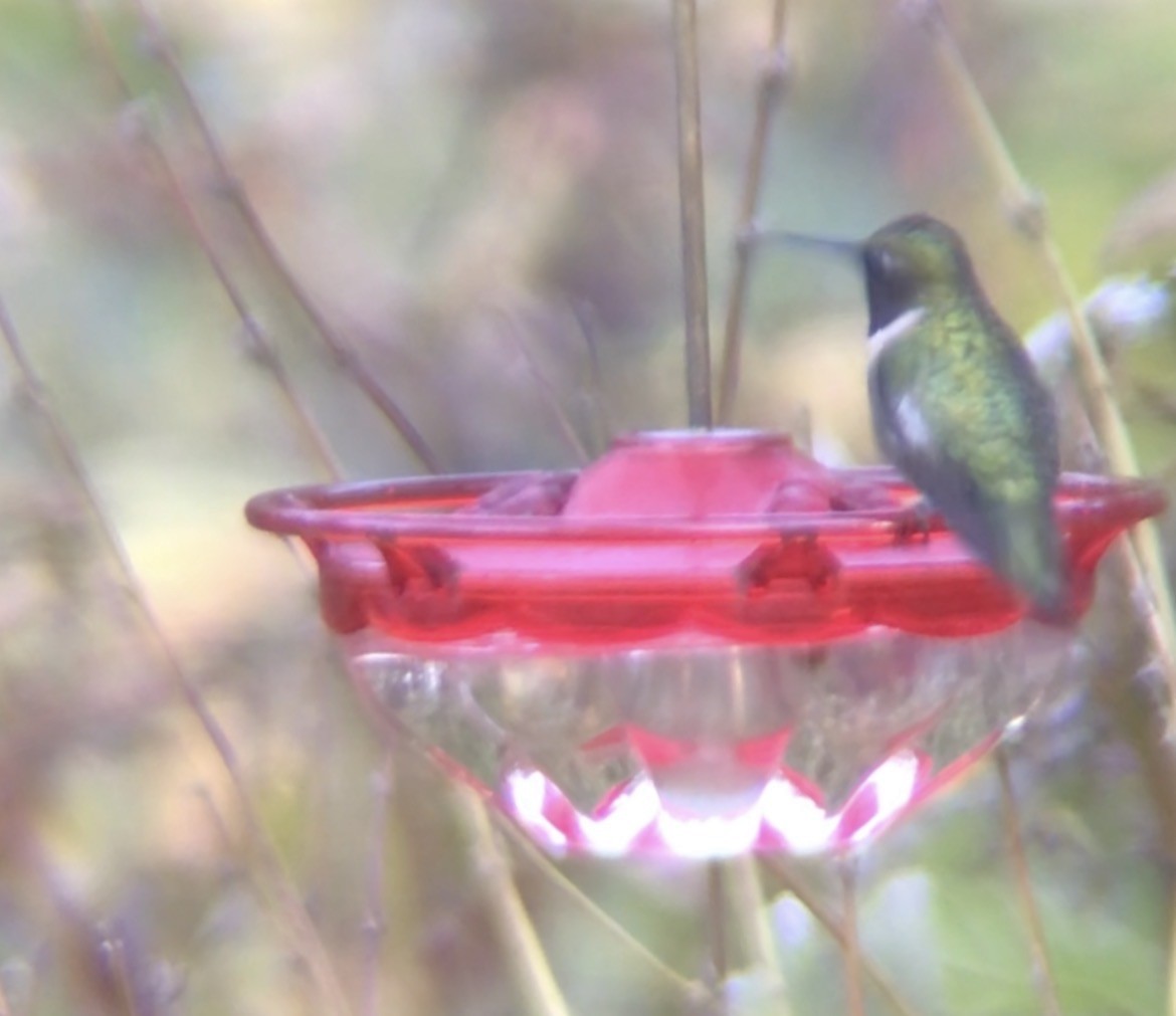 Ruby-throated Hummingbird - ML645255205