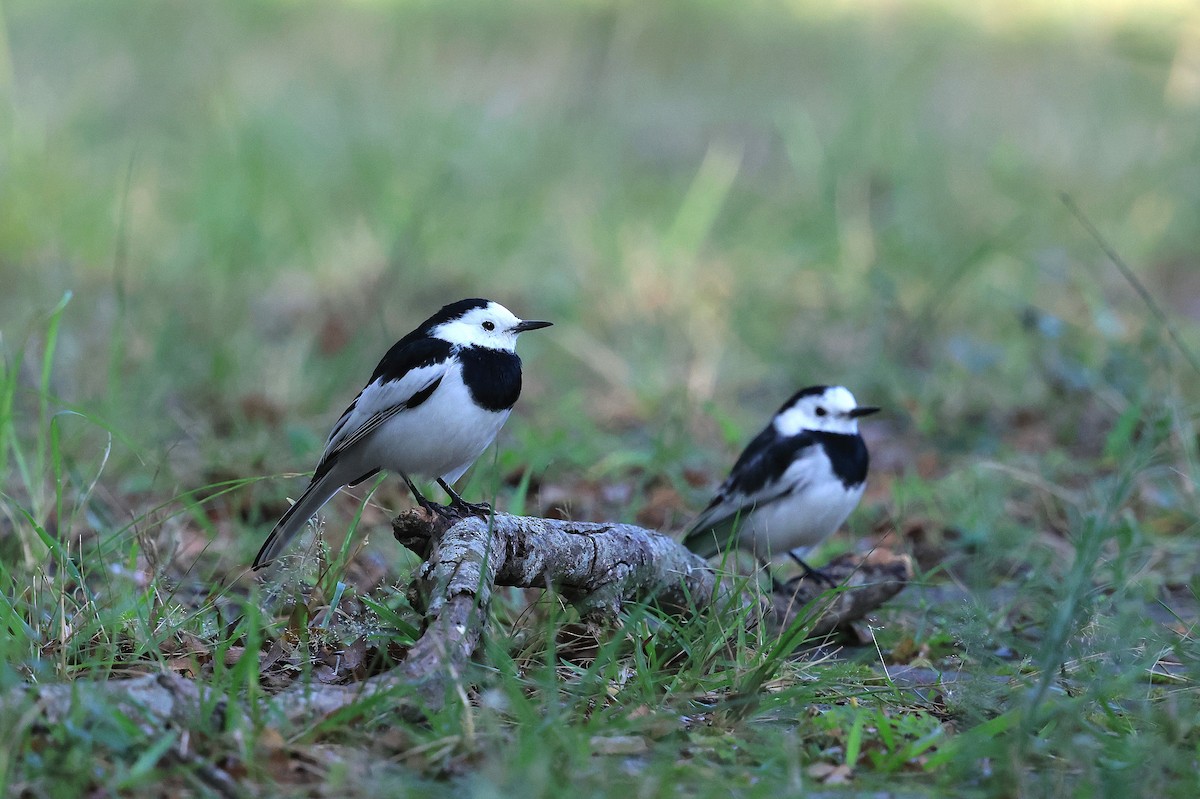 konipas bílý - ML645255207