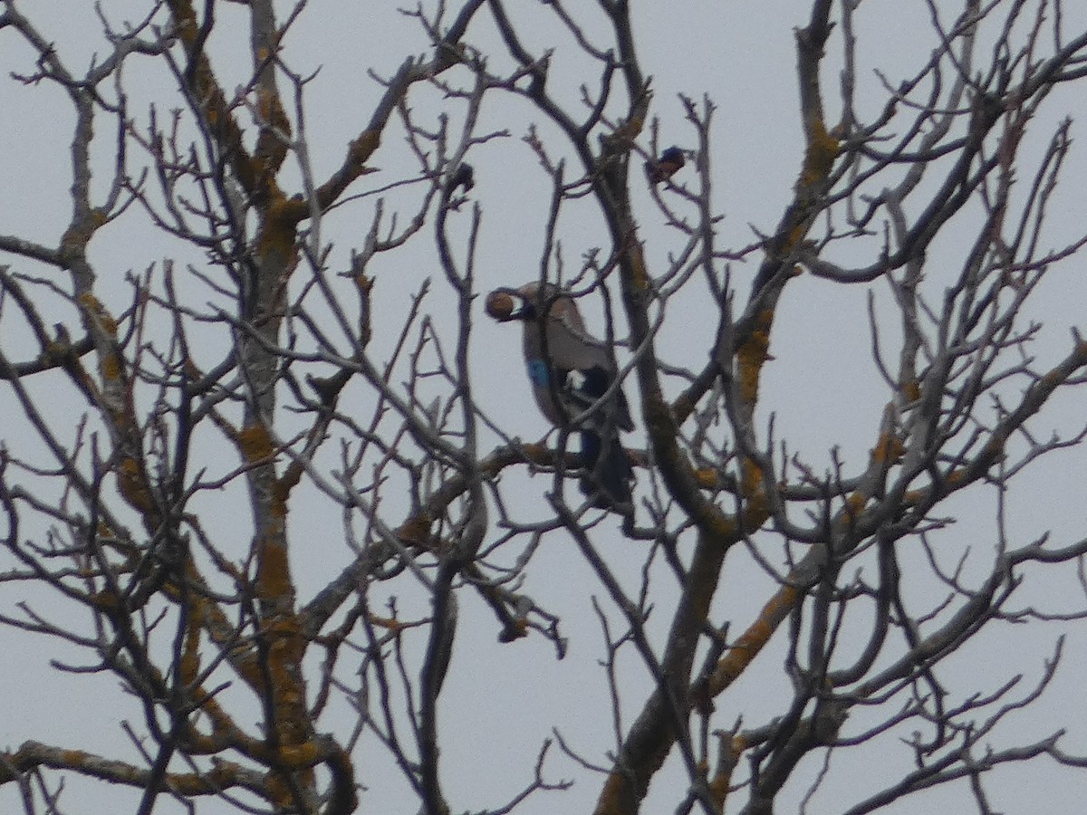 Eurasian Jay (Black-capped) - ML645255210