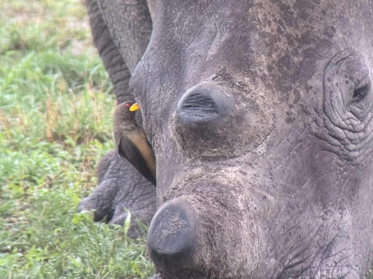 Yellow-billed Oxpecker - ML645255214