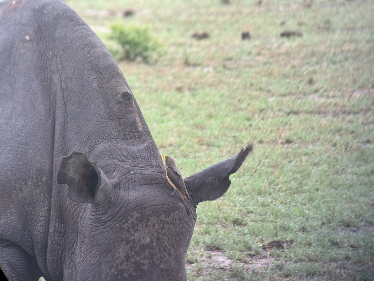 Yellow-billed Oxpecker - ML645255215