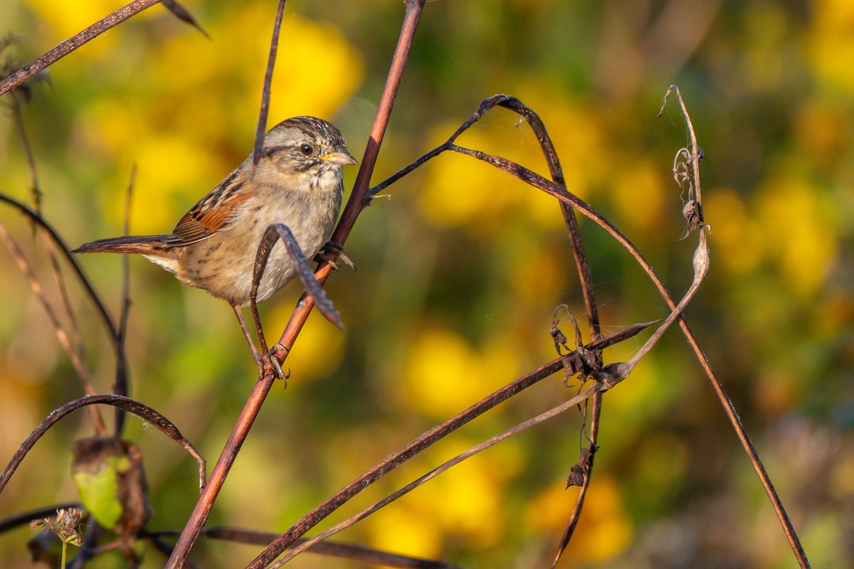 Swamp Sparrow - ML645255223