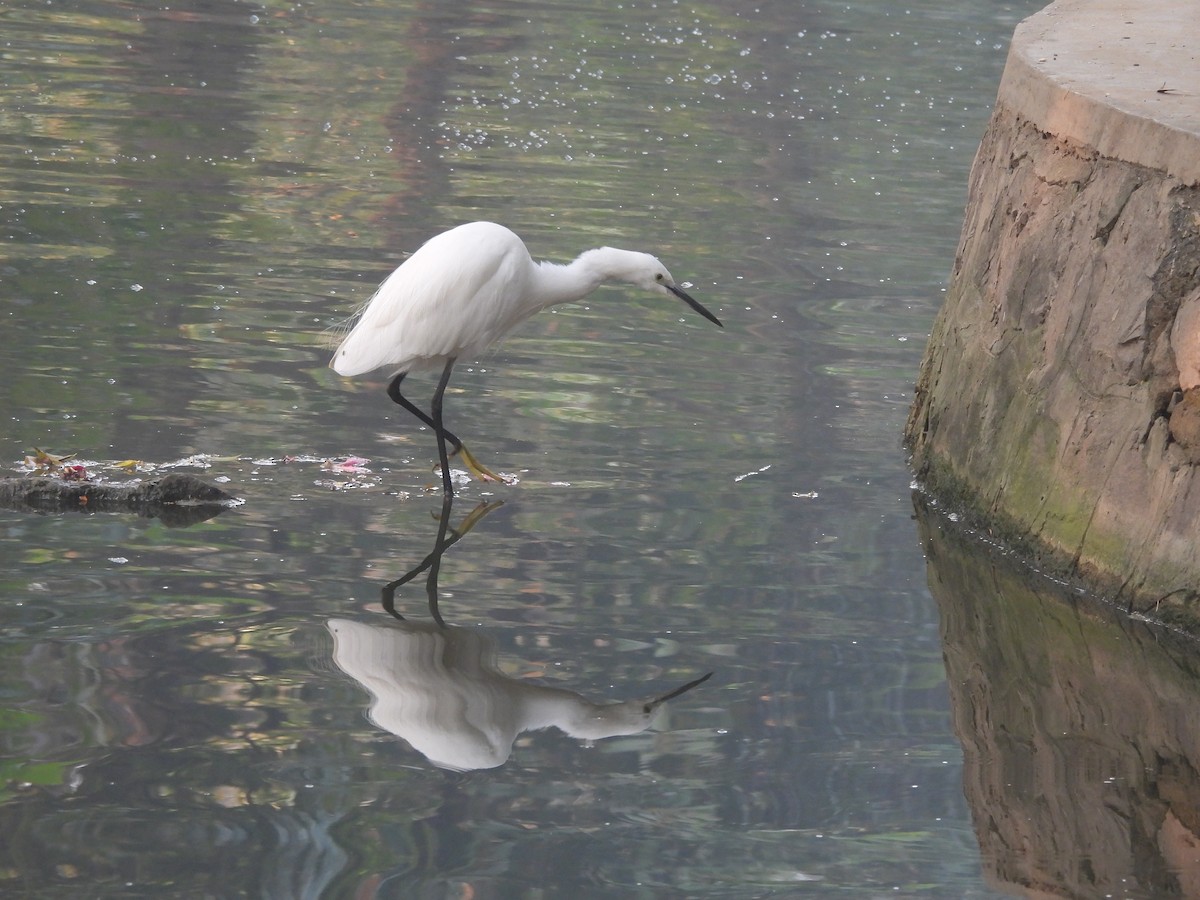 Little Egret - ML645255225
