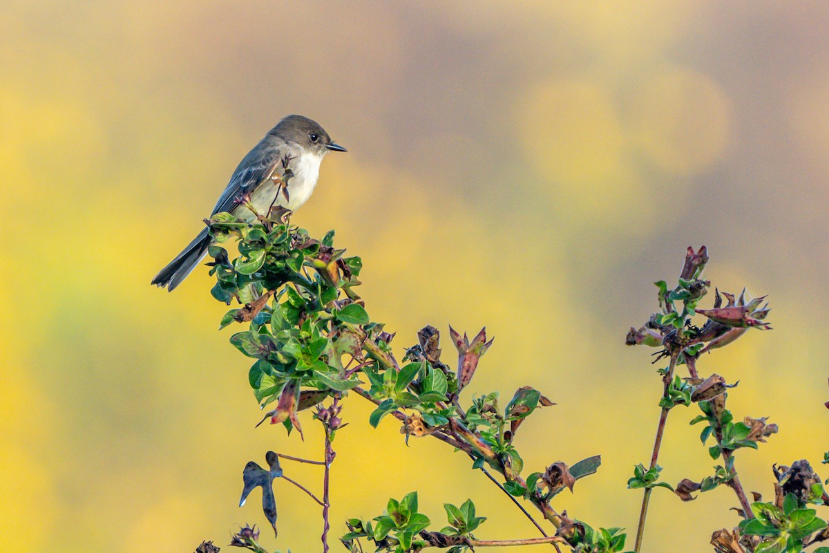 Eastern Phoebe - ML645255226