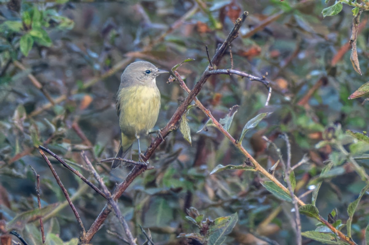 Orange-crowned Warbler - ML645255232